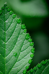 closeup of green leaf with water drops