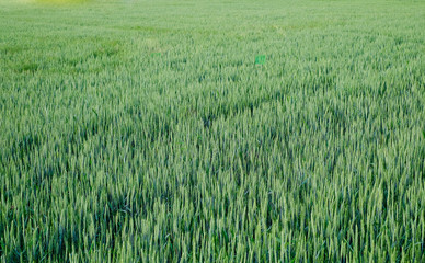 Green wheat field. wheat field in spring.