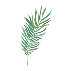 branch with leaf of summer in white background