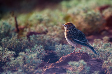 White-winged Lark or Alauda leucoptera sits on ground
