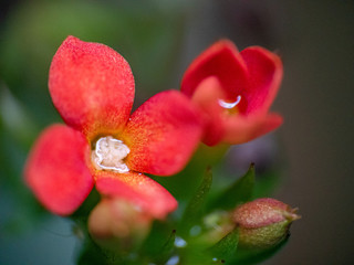 Flor roja verde fonfo 