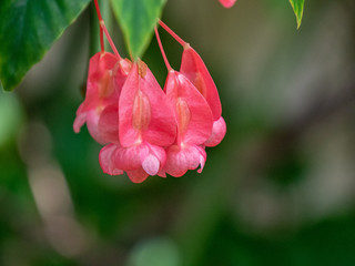 Flor roja verde fonfo 