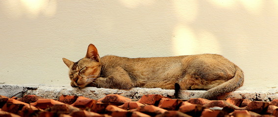 Sleeping Cat