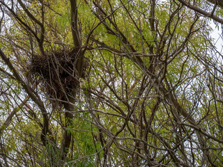 nido en arbol 