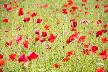 Fototapeta premium ポピー