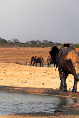 Elephants mud bathing in the Savannah