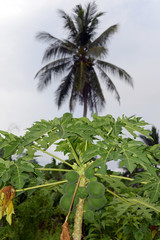small and tall jungle palm trees