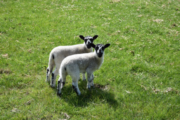 Grass Field with a Pair of Lambs with Black and White Face