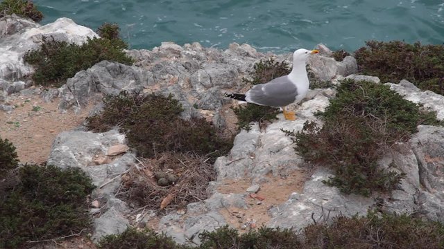 Gaviota al lado de su nido con huevos en un acantilado rocoso de la costa visto desde arriba