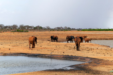 Elephants mud bathing in the Savannah