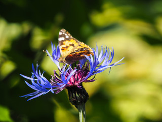 Butterfly Vanessa cardui on the mountain cornflower