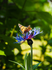 Butterfly Vanessa cardui on the mountain cornflower