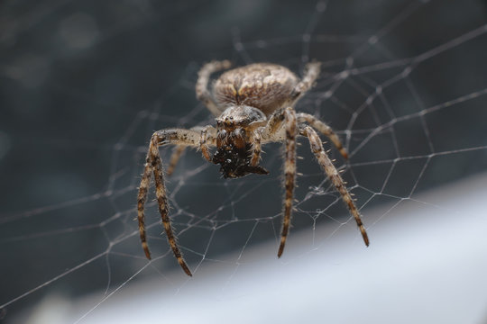 A bright spider sits in the center of the web waiting for its prey. Macro, selective focus