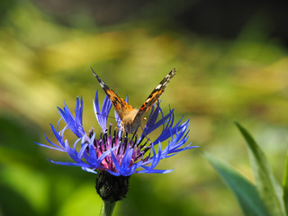 Vanessa cardui on the mountain cornflower 