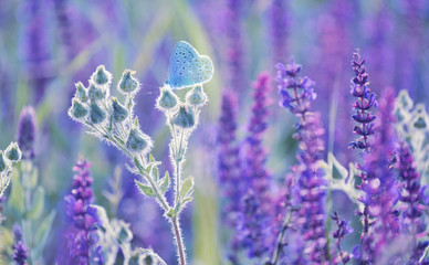 A gentle little bluebird butterfly on sage flowers in a meadow. Artistic tender photo.