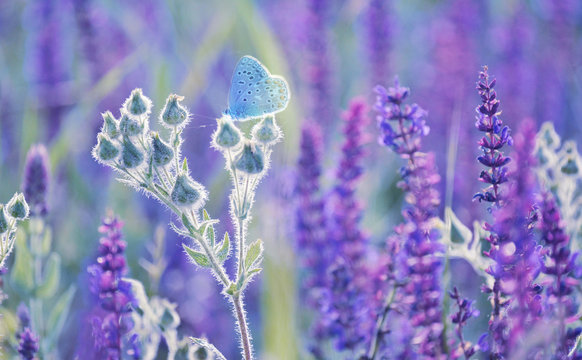 A gentle little bluebird butterfly on sage flowers in a meadow. Artistic tender photo.