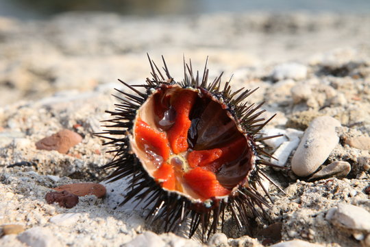 ricci di mare