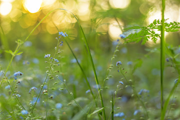 Summer blue wildflowers and green plants on meadow in sunlight. Abstract nature blurred bokeh background 
