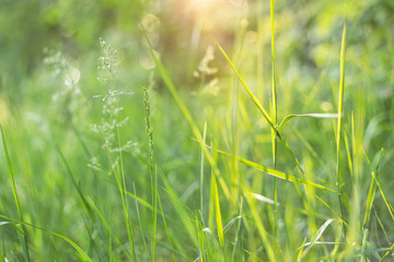 Green grass in sunlight in meadow close-up, macro. Nature abstract background