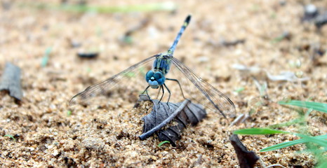 Smiling Dragonfly