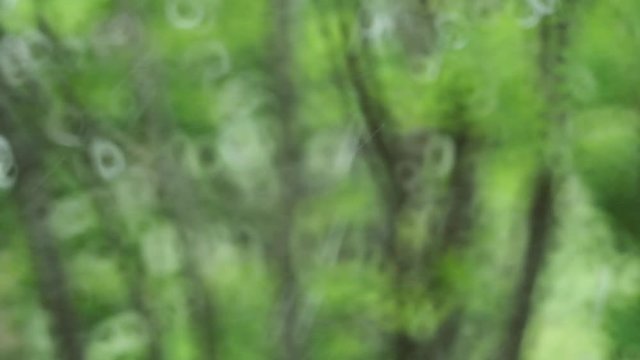 雨と風と新緑の森 008 120P スローモーション 幻想的なボケ