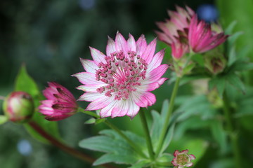Obraz premium Sterndolde in Pink Makro Astrantia