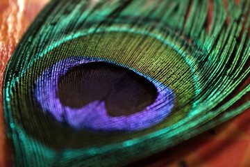 Obraz premium Peacock Feather Close-up