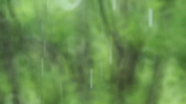 雨と風と新緑の森 009 120P スローモーション 幻想的なボケ