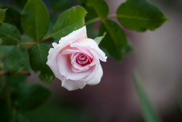 Light Pink Opening Rose