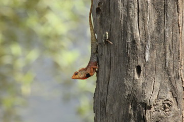 Obraz premium squirrel on tree