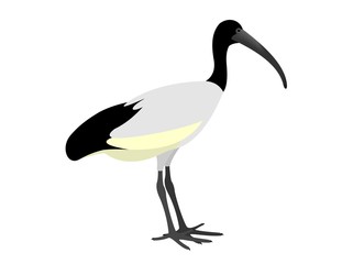 Illustration of an African sacred ibis, Threskiornis aethiopicus