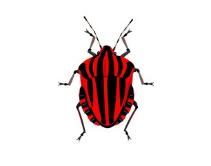 Illustration of an Italian Striped Bug, Graphosoma lineatum