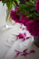 Pink peony on the table