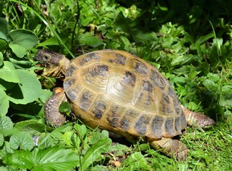 Selbstversorgerschildkröte