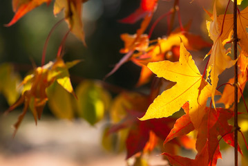 Yellow and Red Maple Leaves