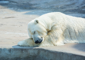 Obraz na płótnie Canvas The polar bear is sleeping. Polar bear is a typical inhabitant of the Arctic. The polar bear is the largest member of the entire Carnivora.