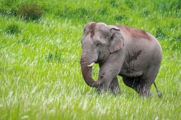 Naklejka na ściany i meble Elephant walking in the glass field at Kho Yai National Park best place in Thailand to see wild animal.