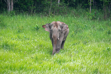 Elephant walking in the glass field at Kho Yai National Park best place in Thailand to see wild animal.