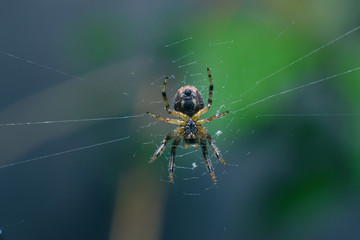 A tiny spider sits in the center of the web. Macro, selective focus