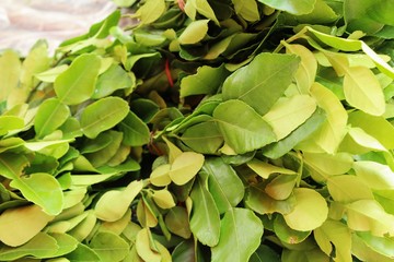 Kaffir lime leaves for cooking in market