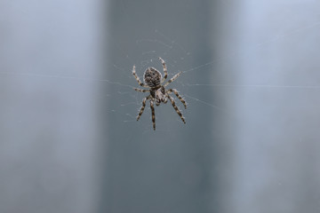 A tiny bright spider sits in the center of the web waiting for its prey. Macro, selective focus