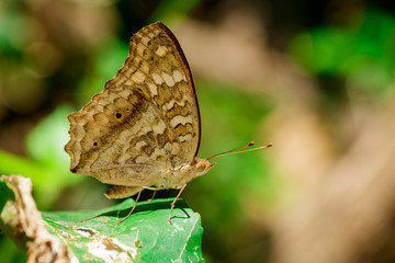 Image of Lemon Pansy butterfly(Satyridae) on green leaves. Insect. Animal.