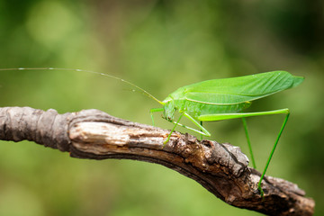 Image of green bush-cricket long horned grasshopper on brown branch. Insect. Animal.