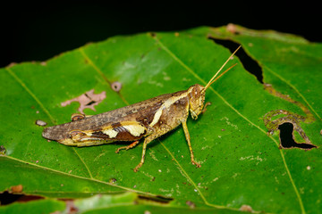 Image of white-banded grasshopper(Stenocatantops splendens) on green leaf. Insect. Animal.