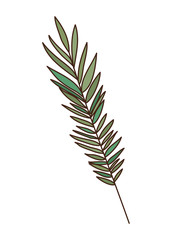 branch with leaf of summer in white background