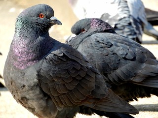Birds with red eyes