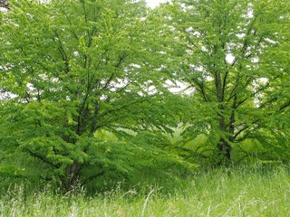 Frühling - zwei Bäume mit frischen grünen Blättern