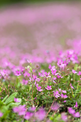 Many little violet Flowers on a Meadow in the Park, open Aperture, shallow Depth of Field