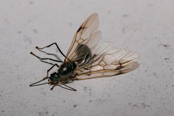 fly