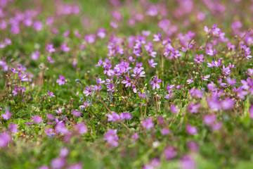 Fototapeta premium Many little violet Flowers on a Meadow in the Park, open Aperture, shallow Depth of Field